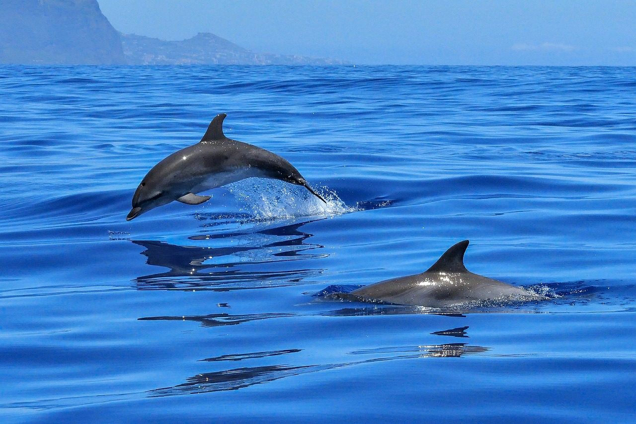DOLPHIN TOUR