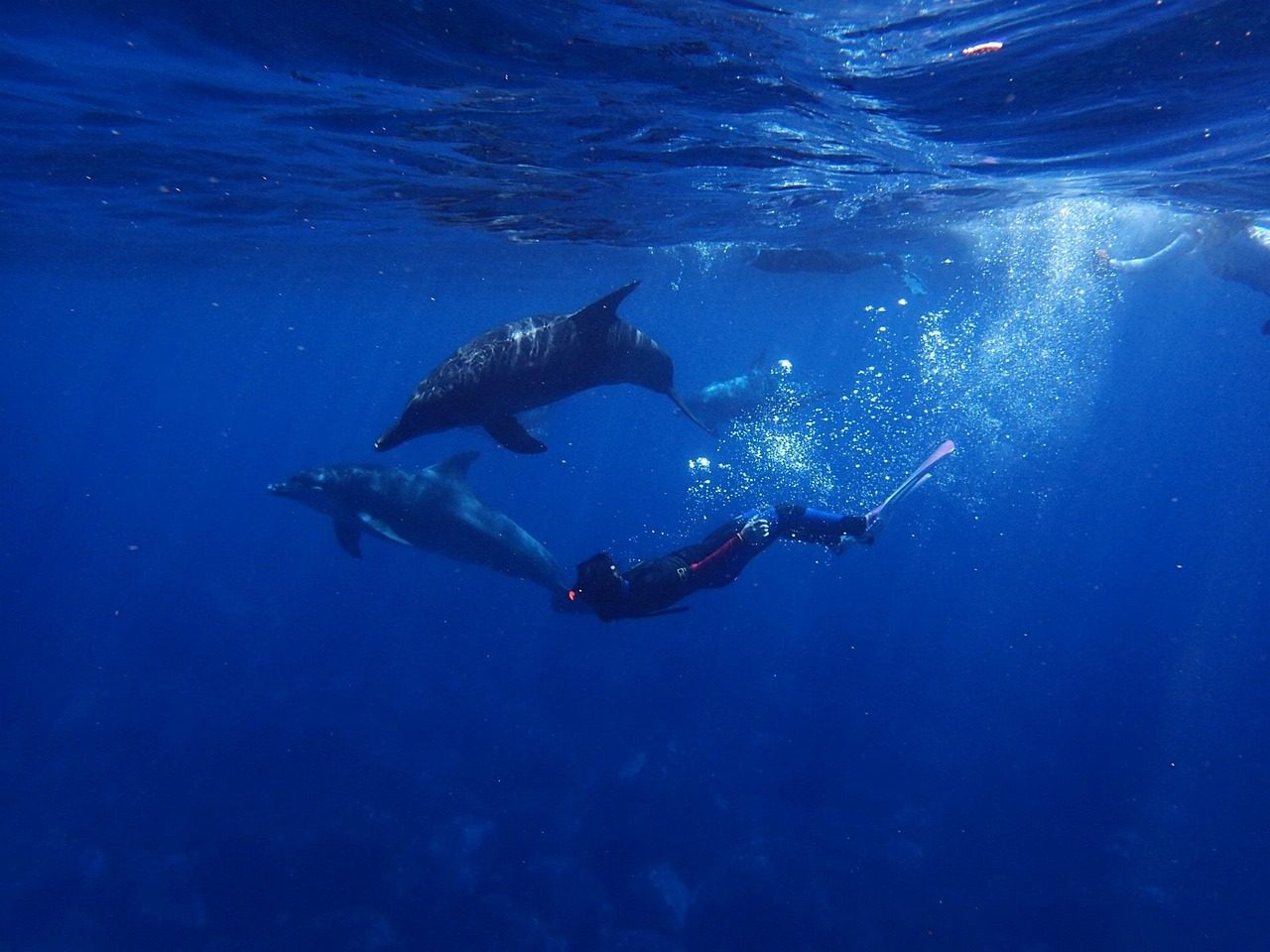 DOLPHIN TOUR