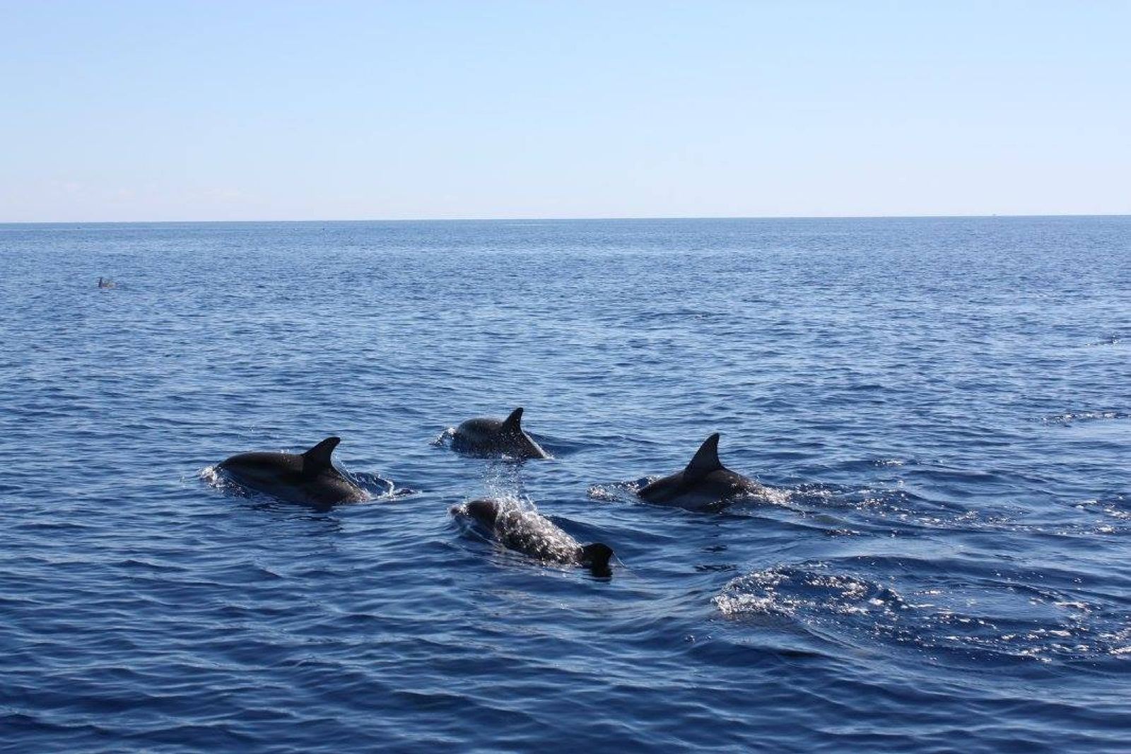 DOLPHIN TOUR