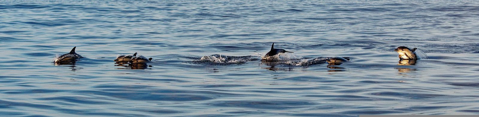 DOLPHIN TOUR