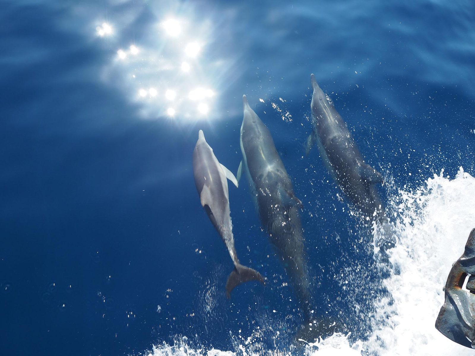 DOLPHIN TOUR