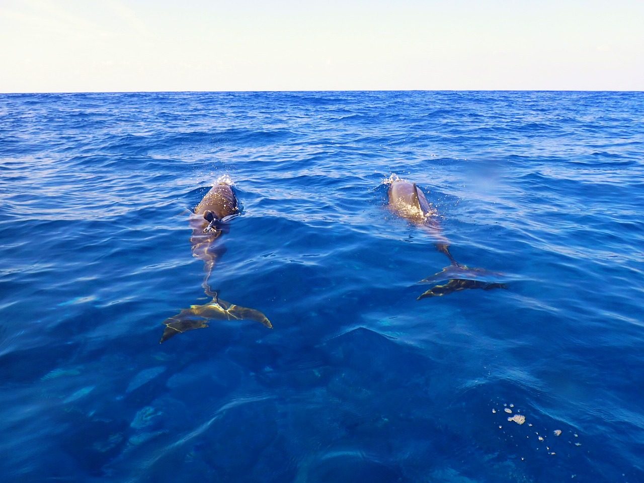 DOLPHIN TOUR