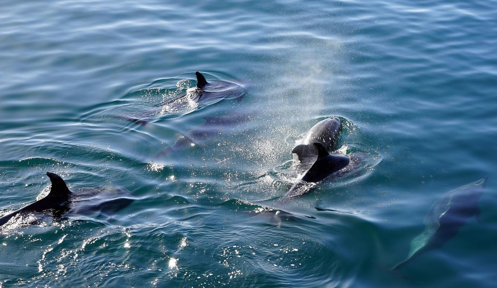 DOLPHIN TOUR