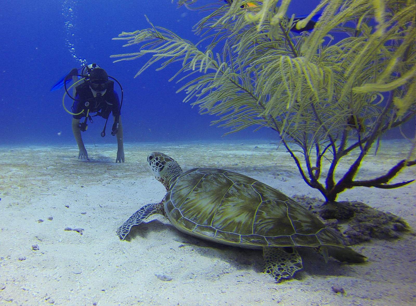 SCUBA DIVING PULA