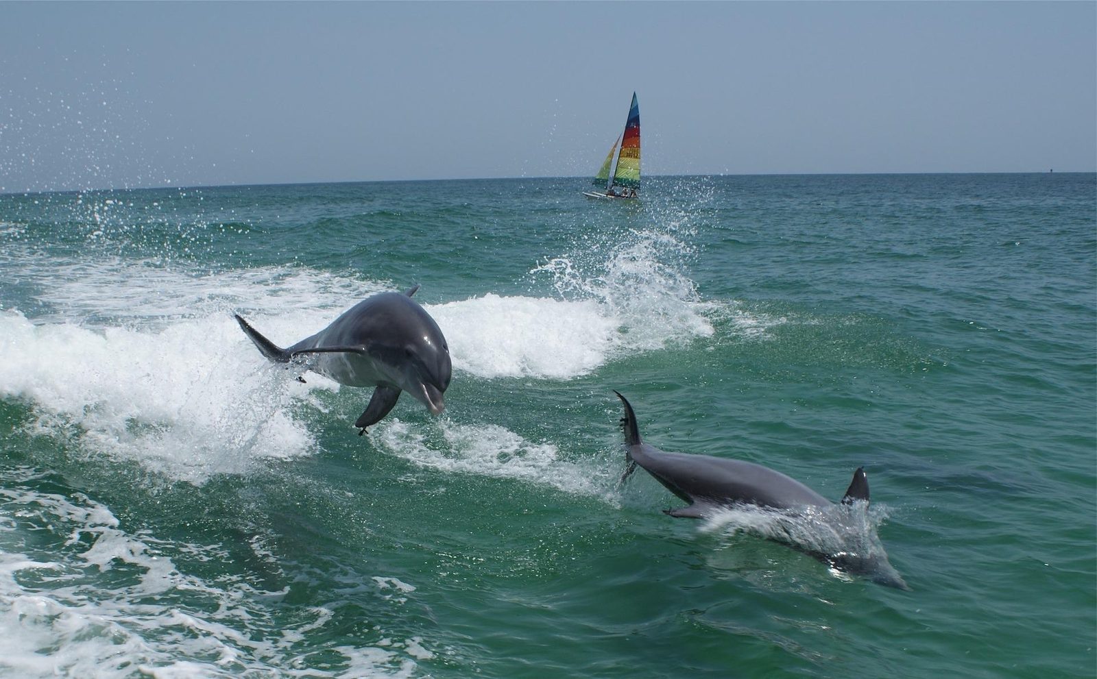 DOLPHIN TOUR