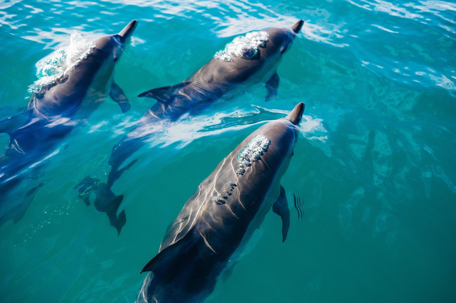 DOLPHIN TOUR