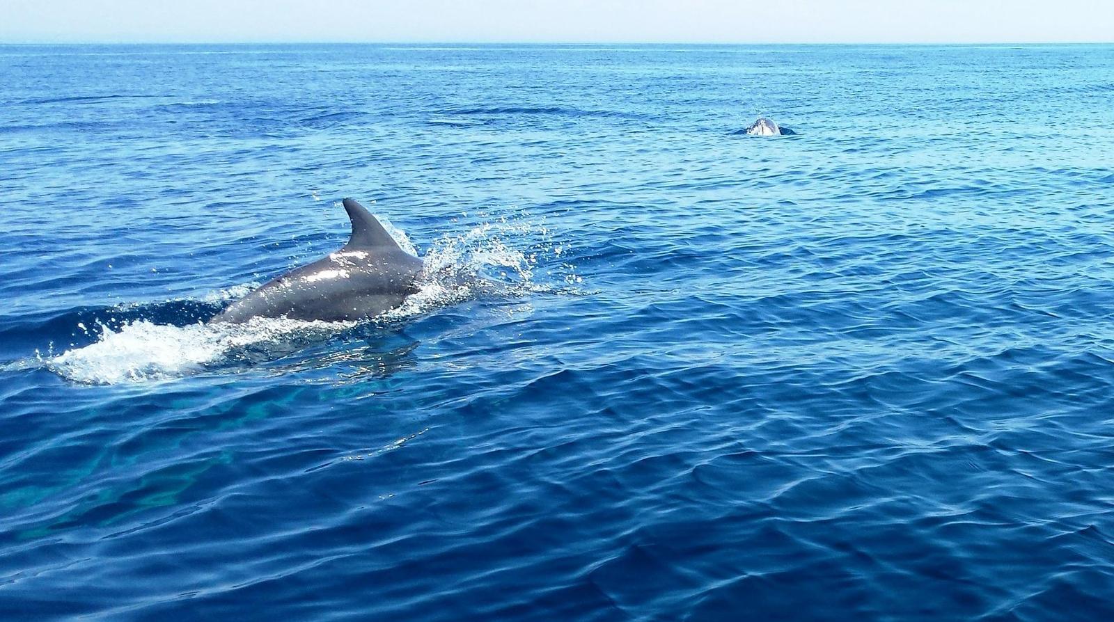 DOLPHIN TOUR