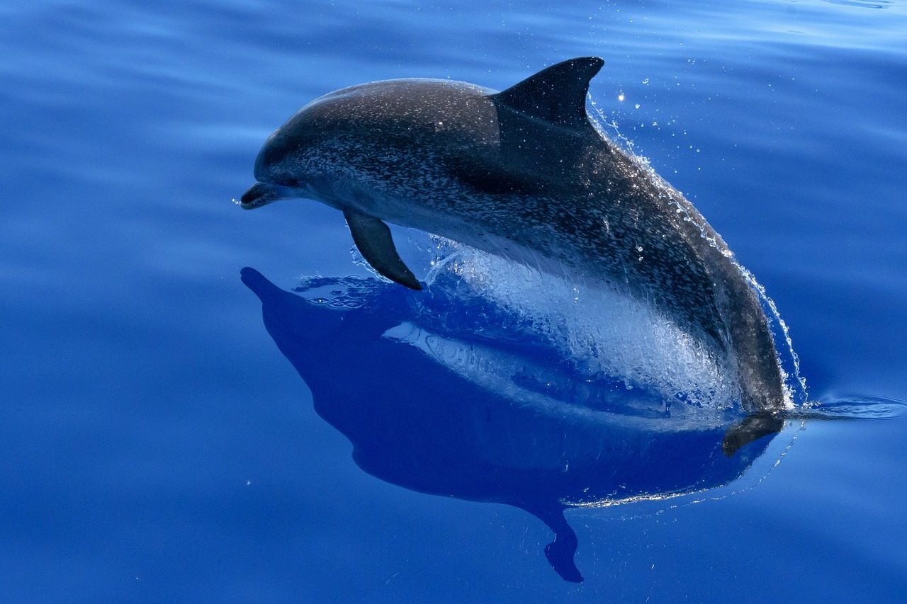 DOLPHIN TOUR
