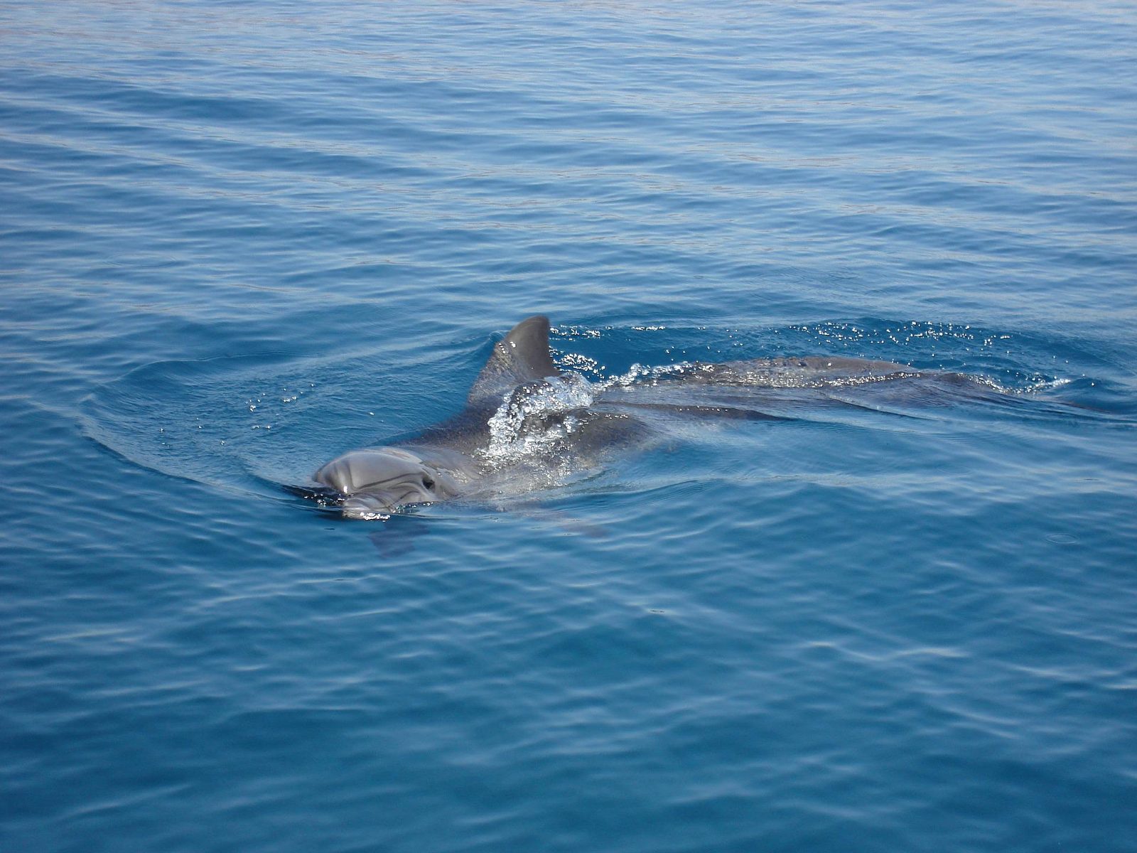 DOLPHIN TOUR