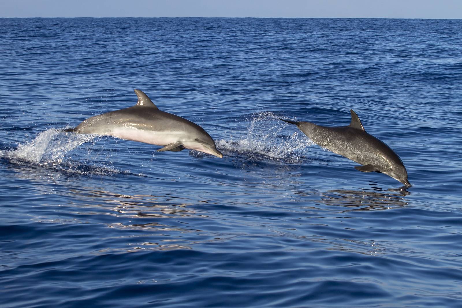 Dolphin Tour Pula – Sunset Dolphin Watching Experience in Istria