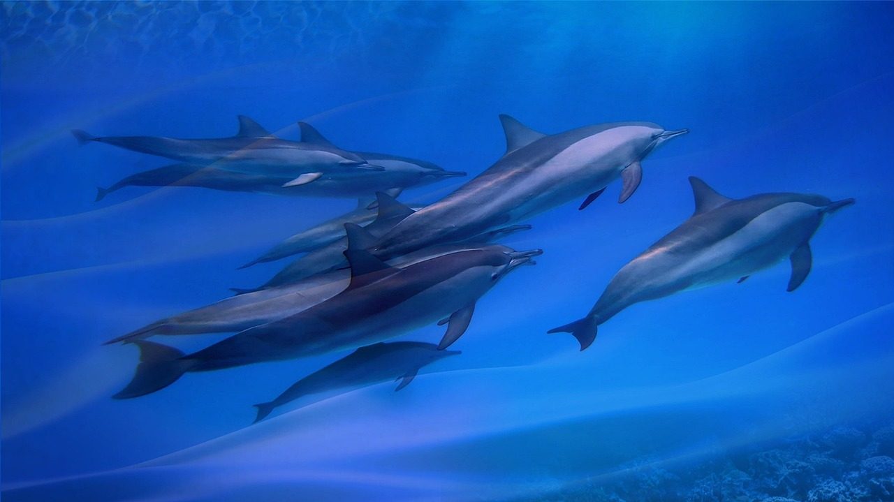 DOLPHIN TOUR