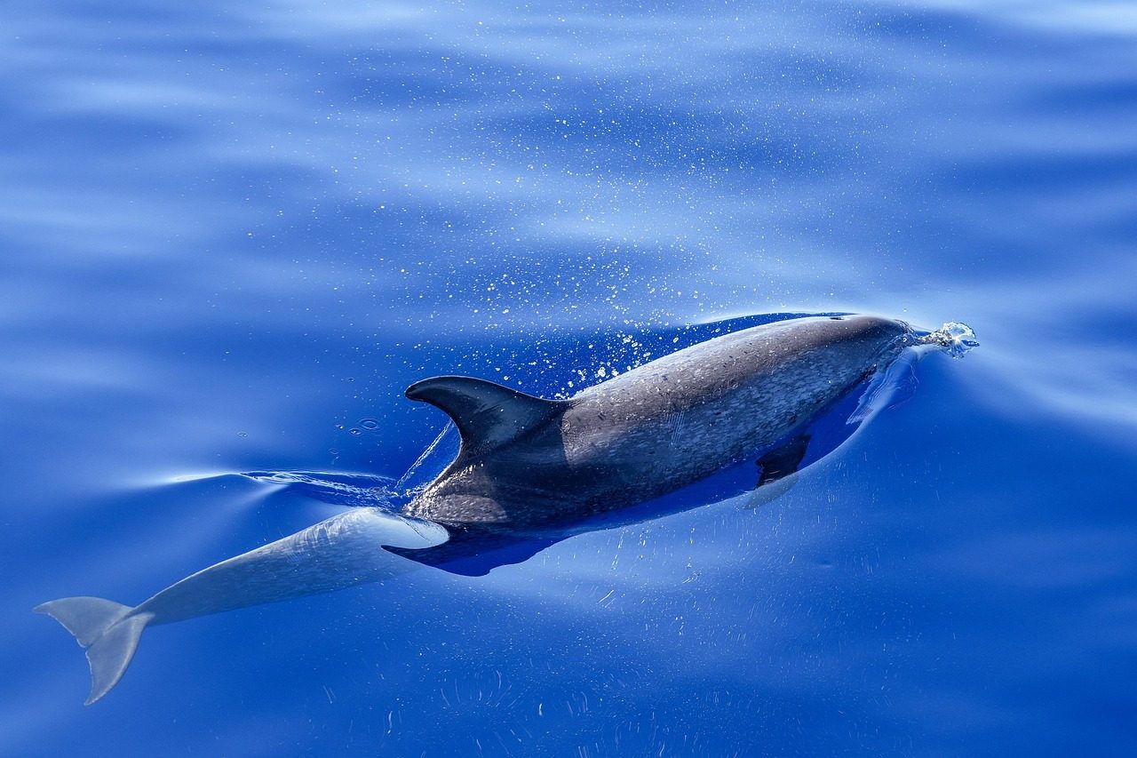 DOLPHIN TOUR