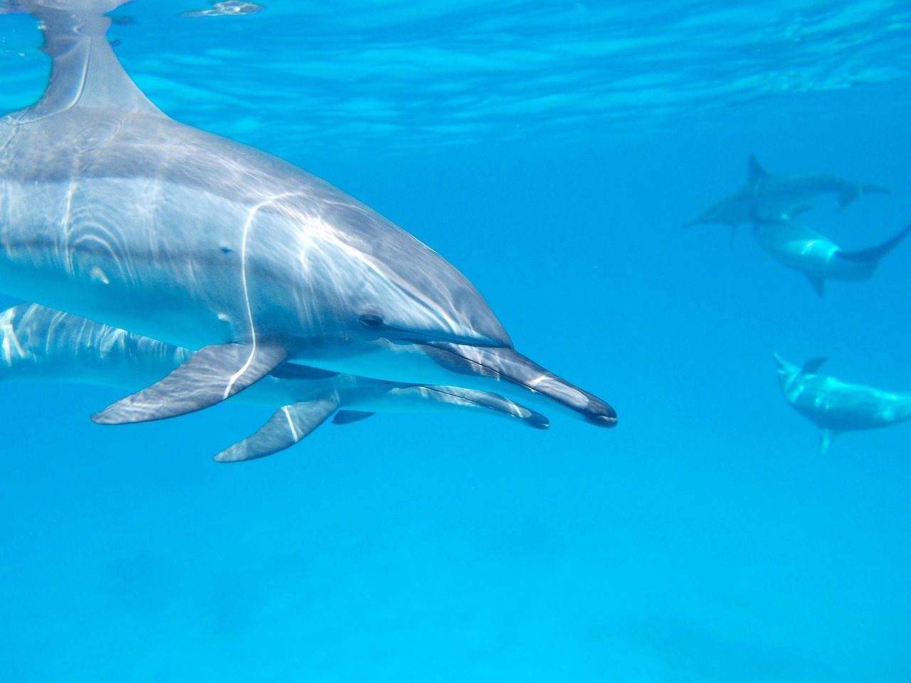DOLPHIN TOUR