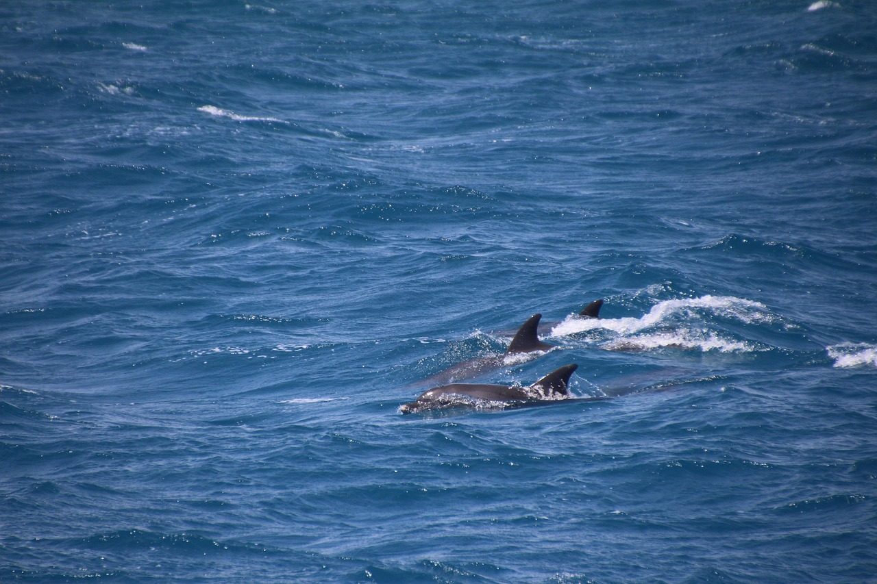 DOLPHIN TOUR