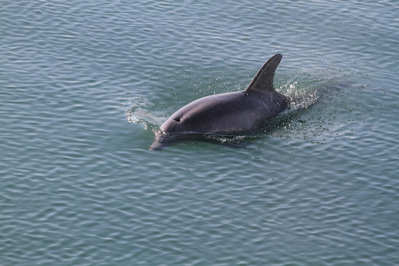 DOLPHIN TOUR