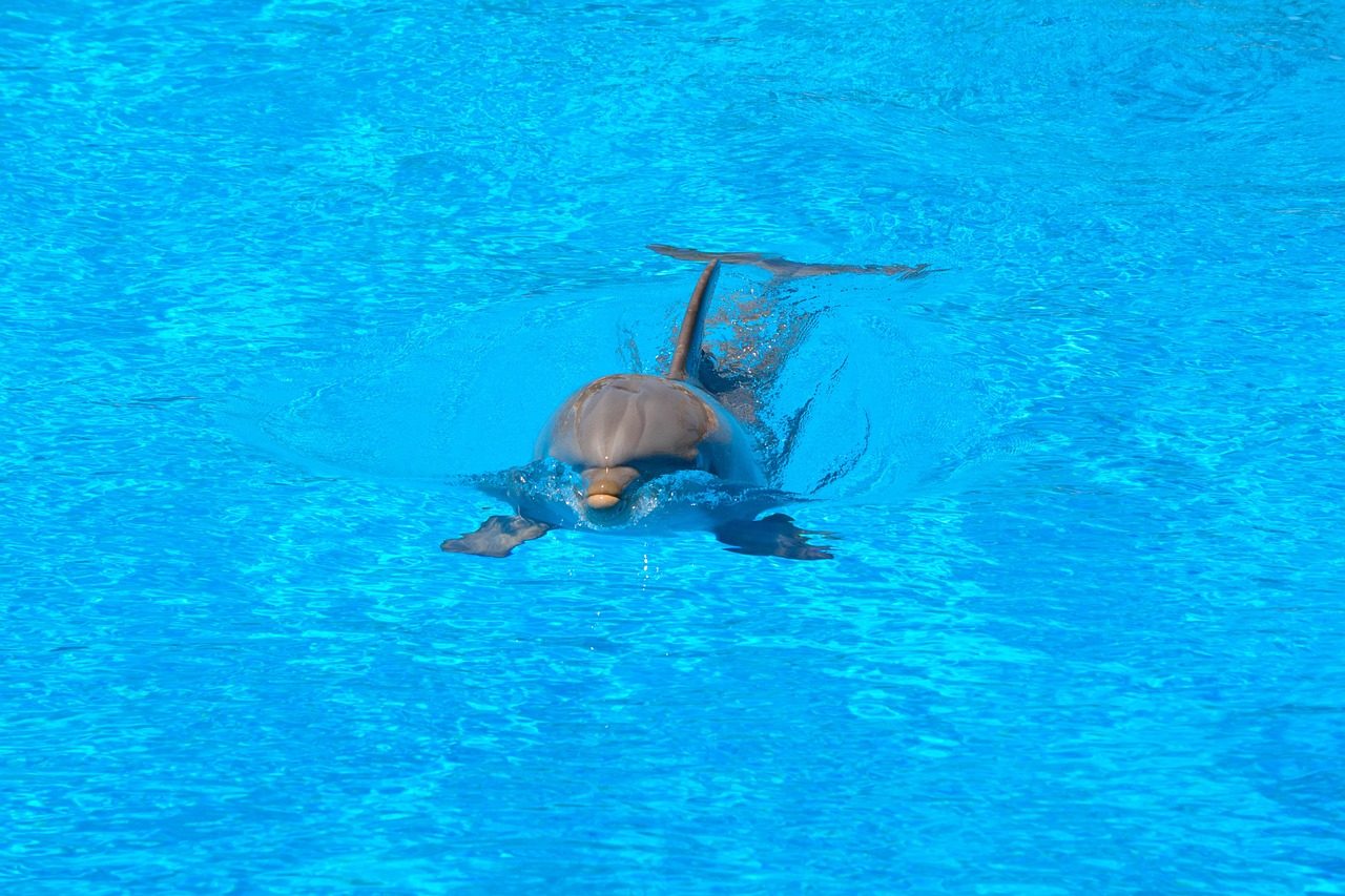 DOLPHIN TOUR