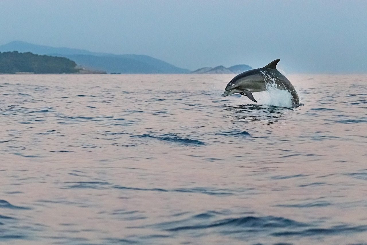 DOLPHIN TOUR