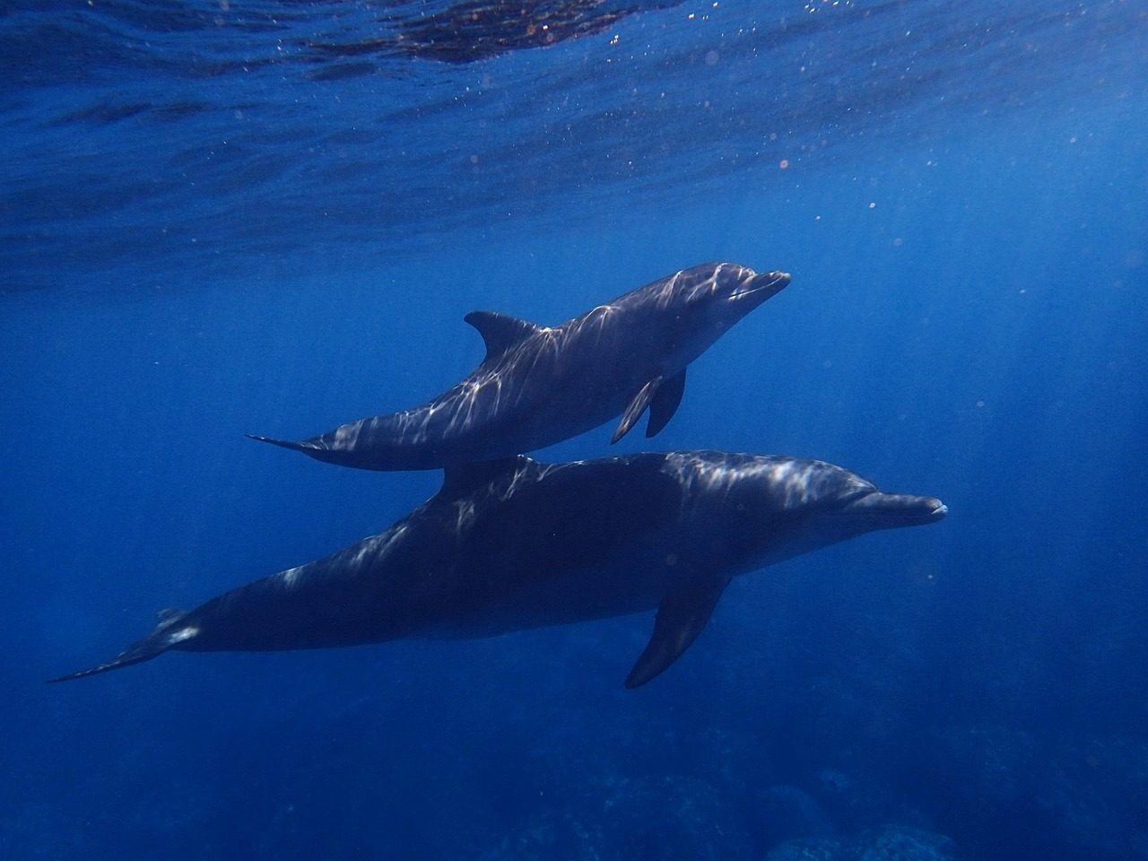 DOLPHIN TOUR