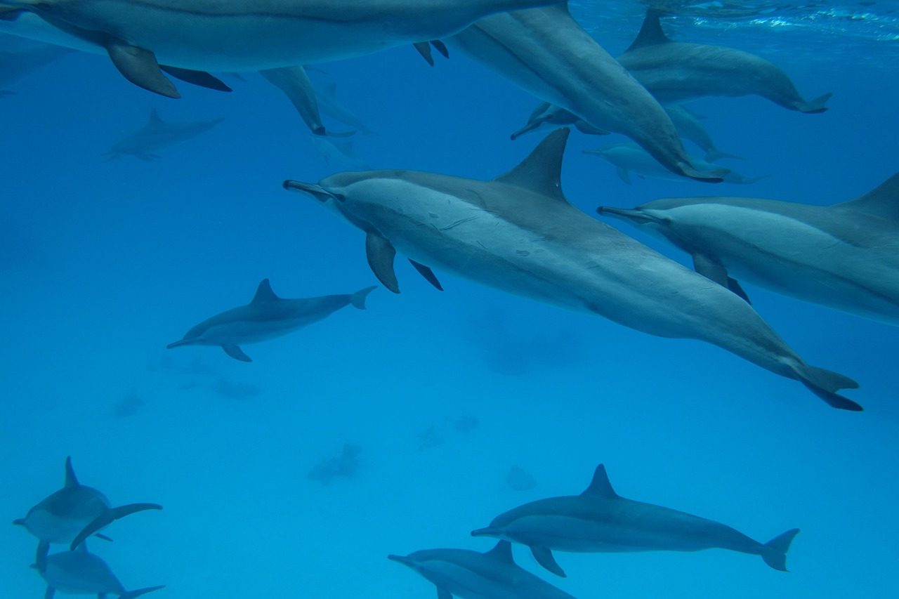 DOLPHIN TOUR