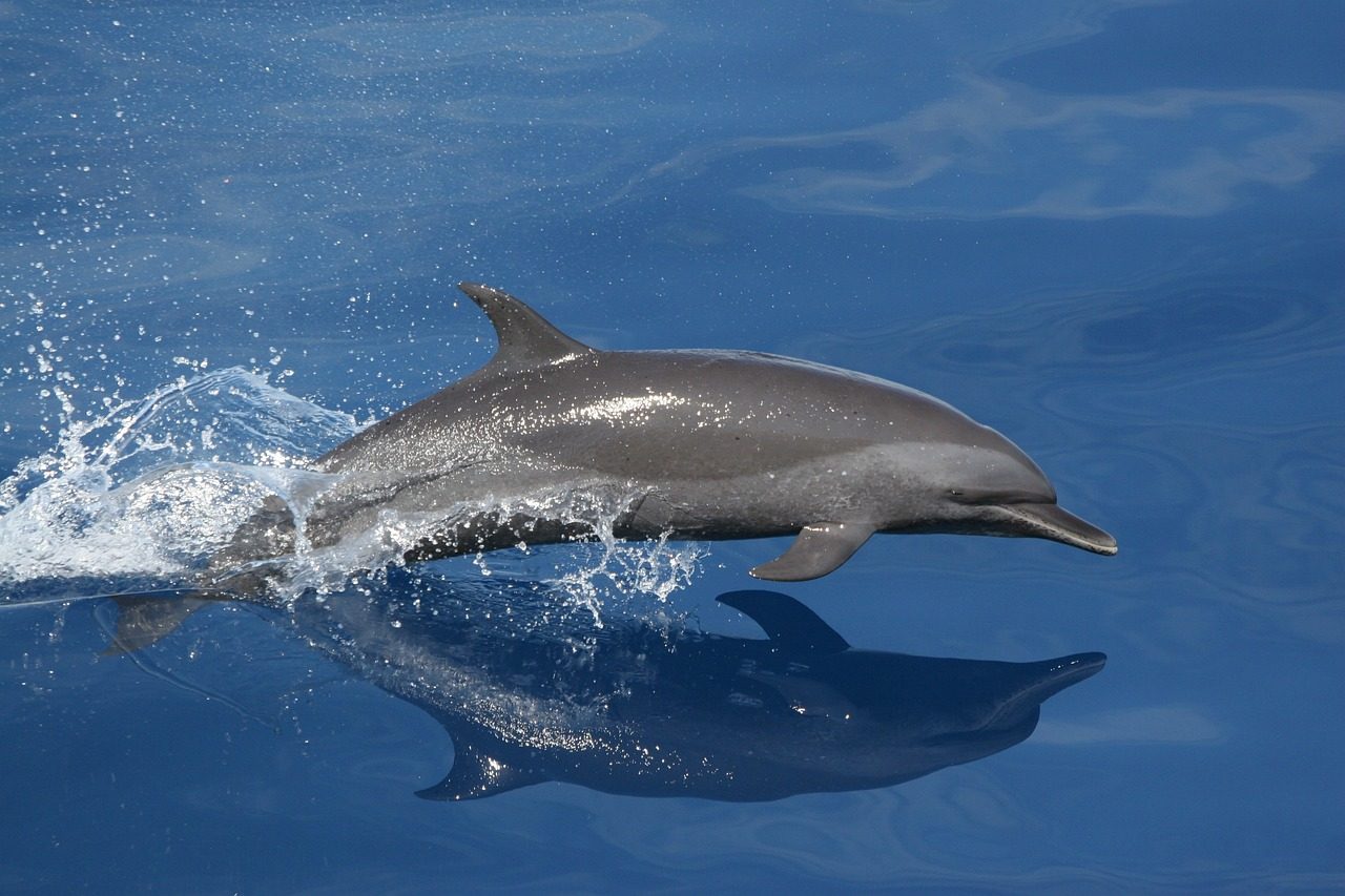 DOLPHIN TOUR