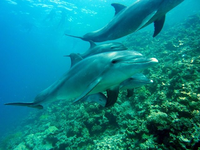 DOLPHIN TOUR