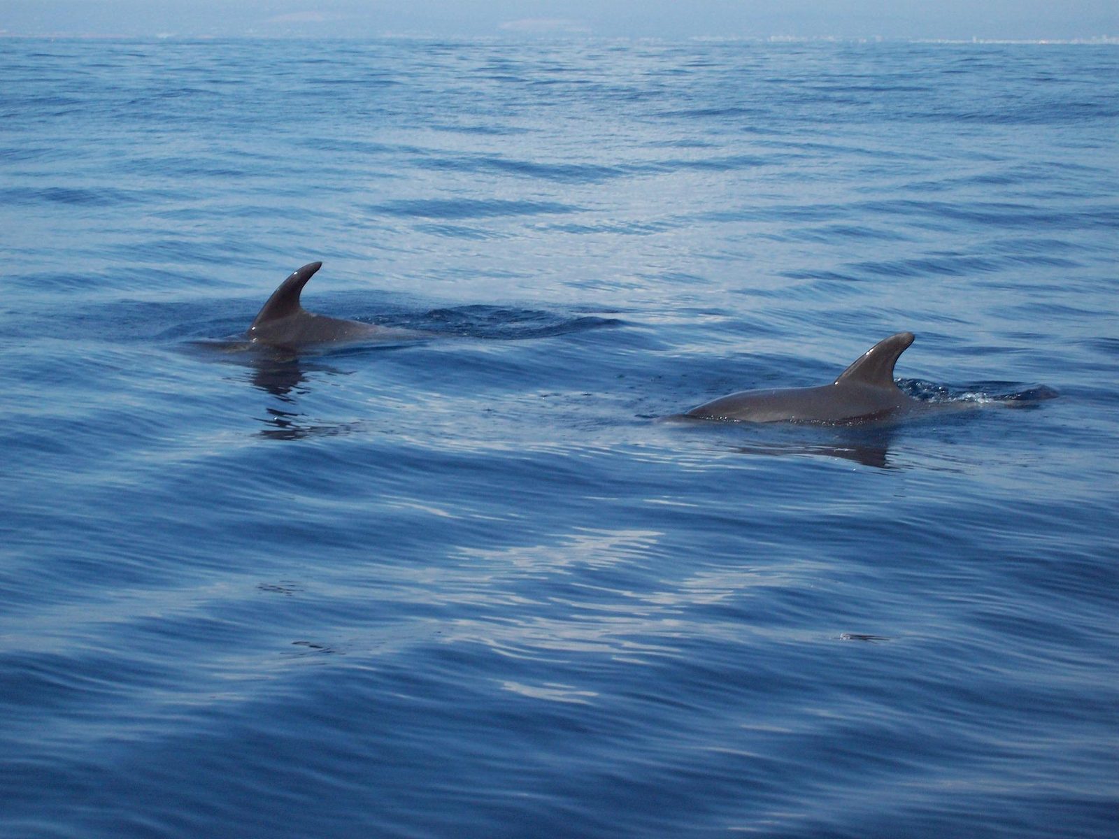 DOLPHIN TOUR